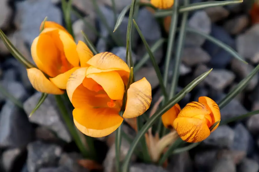 Tchýnin Jazyk Květ